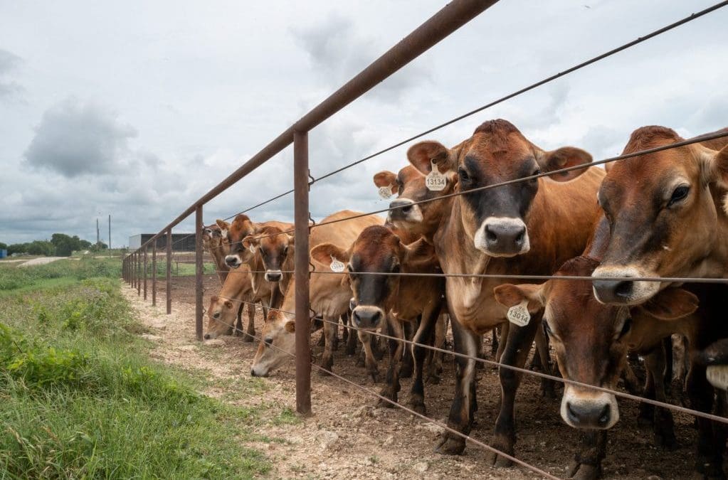 Screwworm parasite ‘no longer contained in Texas’ as Trump USDA doubles down on efforts to blame Biden